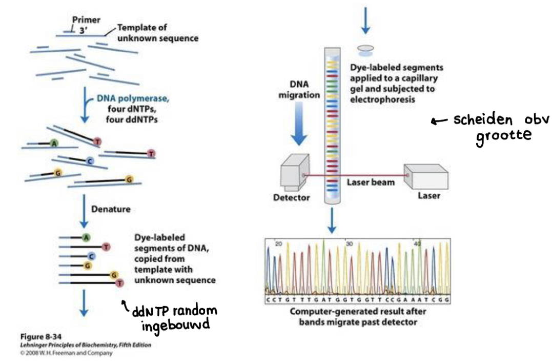 * start met template unknown sequence → toevoeging DNA polymerase en dNTPs en ddNTPs (met eigen fluoroscerende kleur)
  * als dNTP ingebouwd krijg je elongatie → als ddNTP ingebouwd geen verlenging meer → gebeurt ad random
* complementaire streng gesynthetiseerd → denatureren → terug ssDNA → worden in gel gezet → kleinere fragmenten (ddNTP eerder ingebouwd) bewegen sneller
* gaan door een laser en gaan fluorosceren → machine kan lezen welke nucleotide A, C, G of T ingebouwd en op welke lengte
