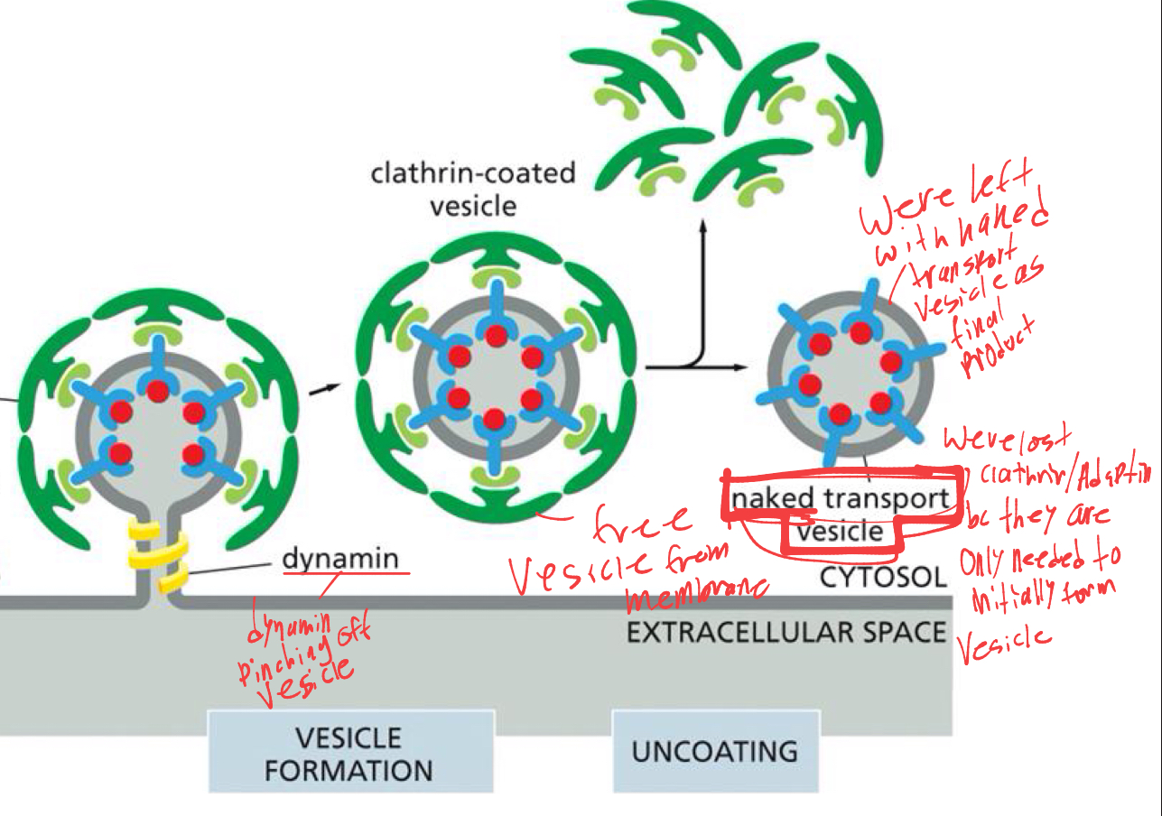 <ol><li><p>once vesicle is fully formed, DYNAMIN will pinch off the vesicle from the membrane. </p></li><li><p>once vesicle is free in cytoplasm, clathrin and adaptin will fall off bc they are only needed to initially form</p></li><li><p>we are left with naked transport vesicle in cytosol as final product </p></li></ol><p></p>