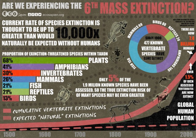 <p>holocene / anthropocene extinction </p><ul><li><p>caused by human actions</p></li><li><p>decrease in wild life</p></li></ul><p></p>