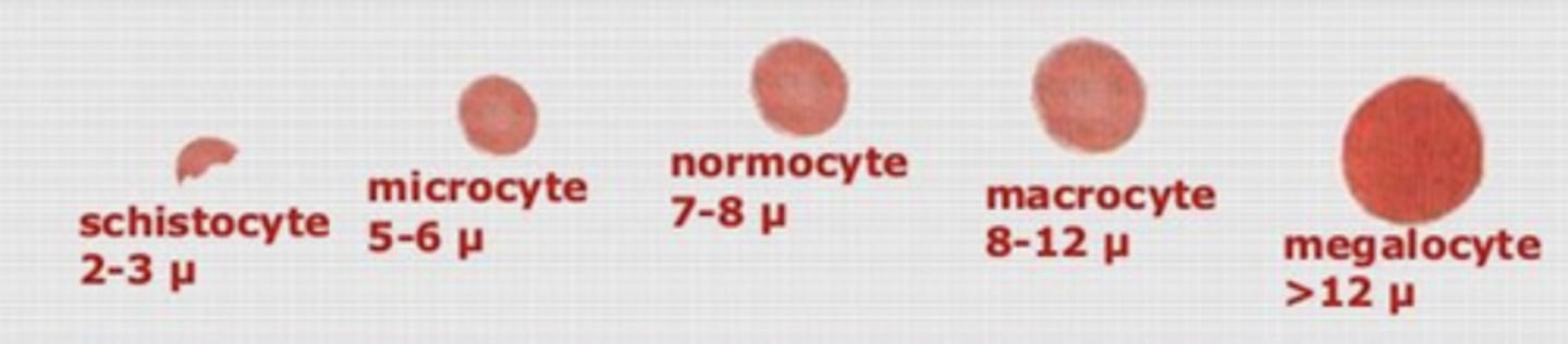 <p>what would these cells be an example of?</p>