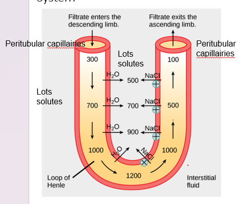 <p>Urine Concentration: The Countercurrent Multiplier System</p><p><u>Descending loop</u>: Water is drawn out by osmosis</p><p>The interstitial fluid is <strong><em>_________</em></strong> (water will move to the higher concentration of solutes)</p>