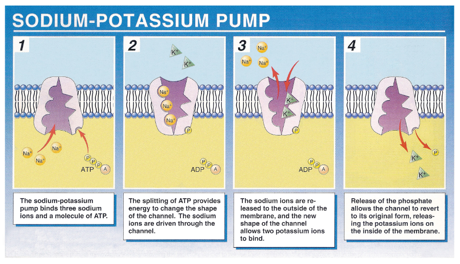 <ul><li><p>ushers out three sodium ions (Na+) and brings in two potassium ions (K+) across the cell membrane</p></li><li><p>pump depends on ATP to get ions across that would otherwise remain in regions of higher concentration</p></li></ul>