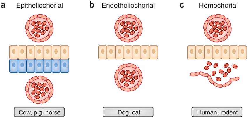 <p>Epitheliochorial placenta</p>