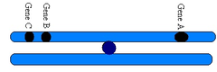 <p>genes that are located close together on the same chromosome and tend to be inherited together</p>