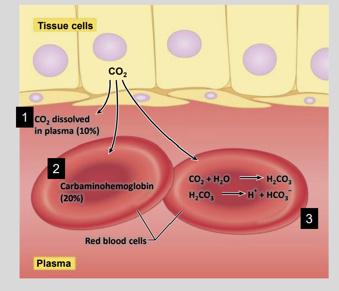 <ul><li><p>Dissolved in Plasma = 10%</p></li><li><p>Bound to haemoglobin in red blood cells (≈20%)</p></li><li><p>Converted to bicarbonate in red blood cells (≈70%)</p></li></ul><p></p>
