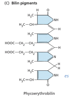 <ul><li><p><strong><span>FUNCIÓ: </span></strong><span>Pigments accessoris: ajuden a la clorofil·la en la captació de la llum</span></p></li><li><p><span>Absorbeixen el verd, groc i tronja</span></p></li><li><p><span>Cianobacteris</span></p></li><li><p><span>Anells i dobles enllaços + enllaços senzills</span></p></li></ul><p></p>