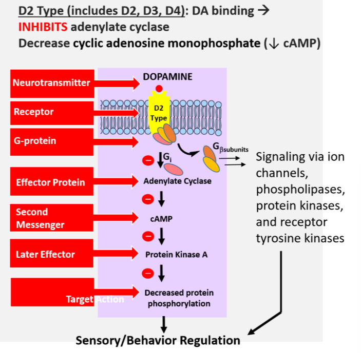 <p>Inhibits adenylate cyclase → decreased cAMP</p>