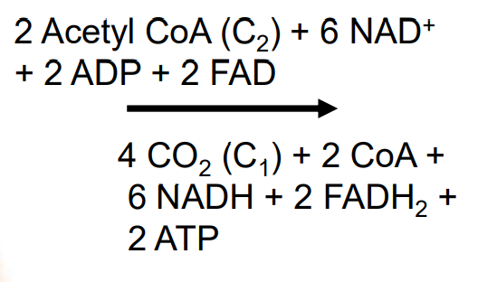 <p>A series of chemical reactions in the mitochondria that processes acetyl-CoA (derived from pyruvate) to produce energy; it generates high-energy molecules, including 3 NADH, 1 FADH<sub>2</sub>, and 1 ATP for each turn, while releasing carbon dioxide as a waste product</p>