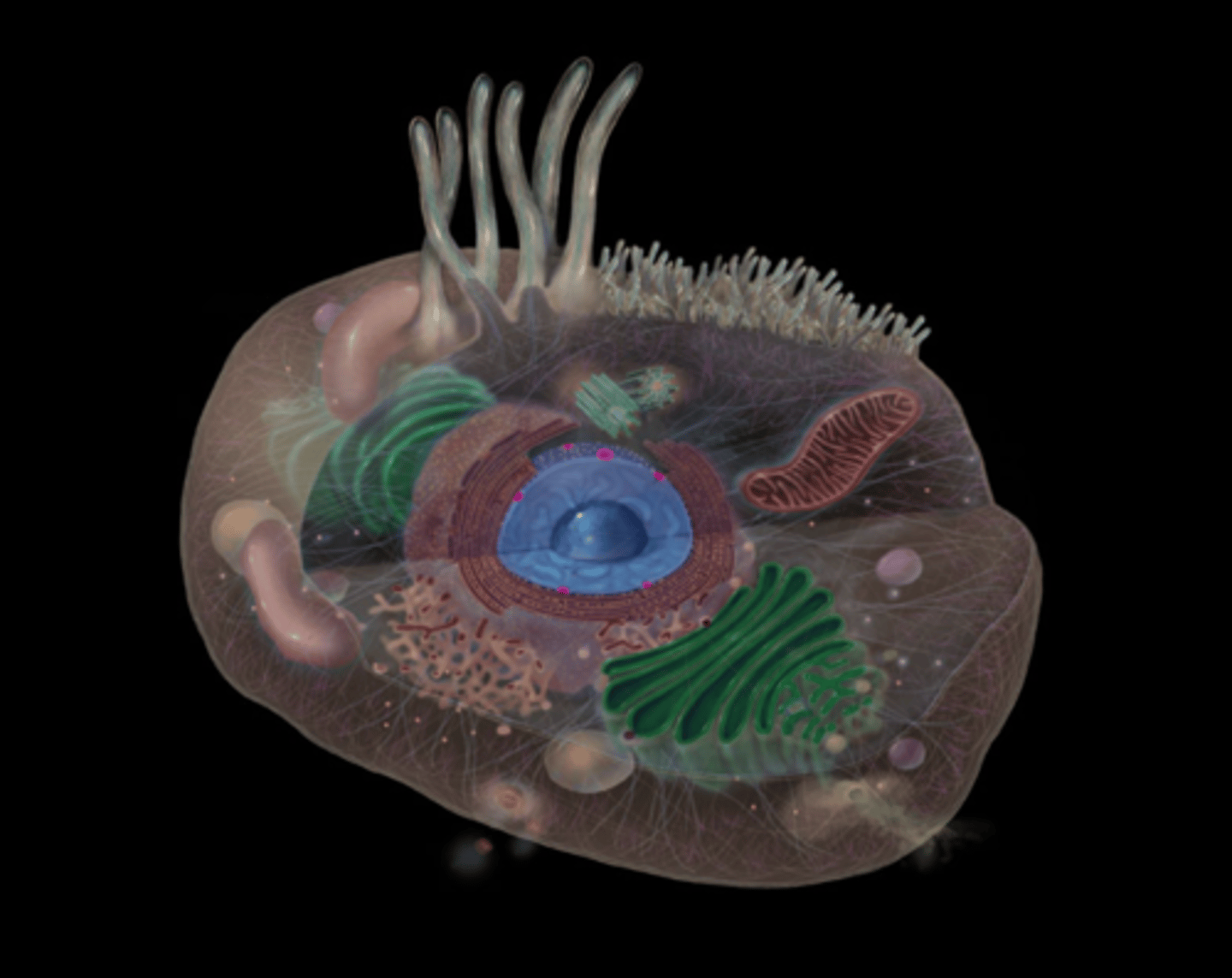 <p>Allows for, and regulates, passage of materials between cytoplasm and nucleus</p>
