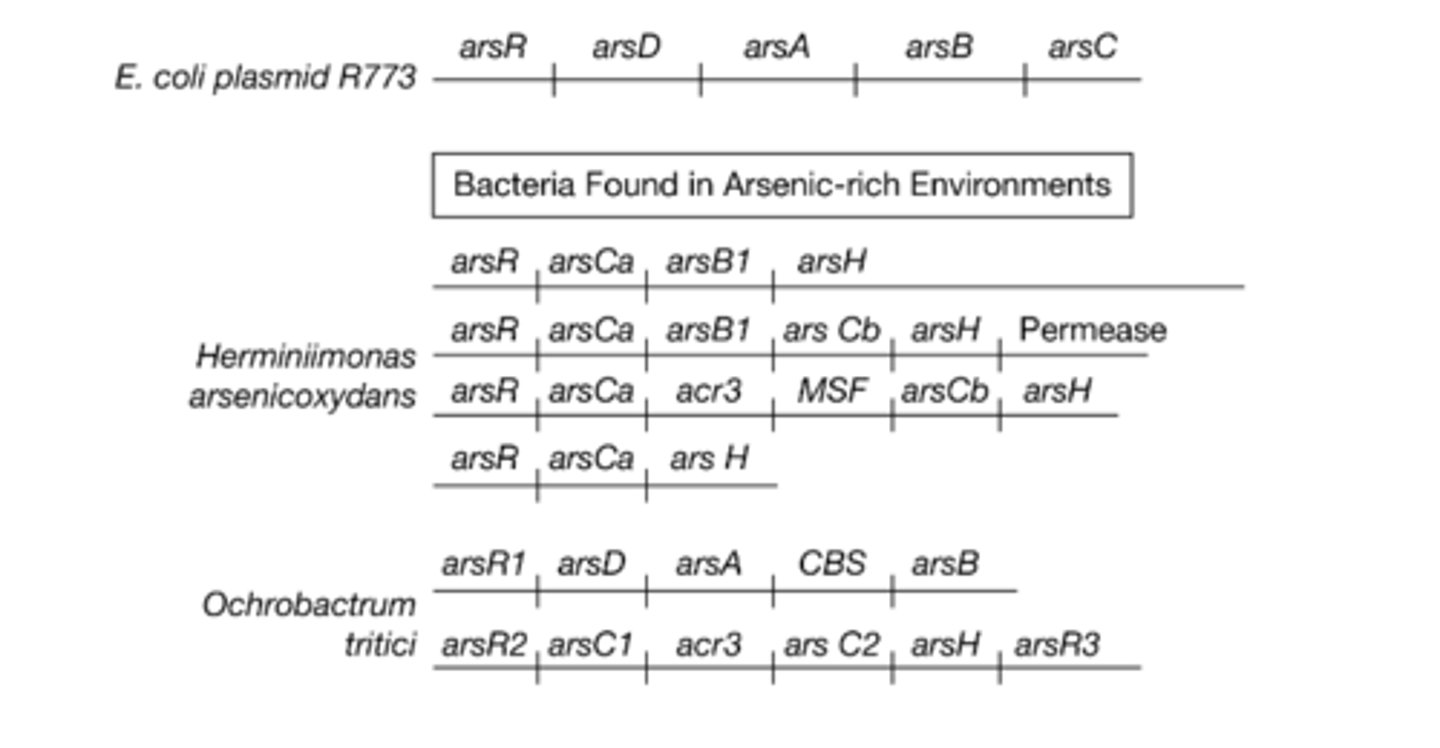 <p>A.There are multiple operons controlling the production of proteins that process and remove arsenite from cells in both H. arsenicoxydans and O. tritici. In contrast, E. coli has only one operon devoted to arsenic removal.</p>