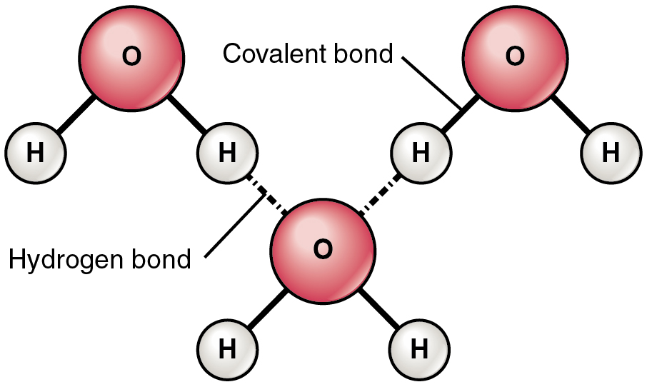 <p></p><ul><li><p><span>O–H bonds: polar covalent bonds (δ⁻ on O, δ⁺ on H)</span></p></li><li><p><span>Dashed line (—): hydrogen bond between molecules</span></p></li></ul><p></p>
