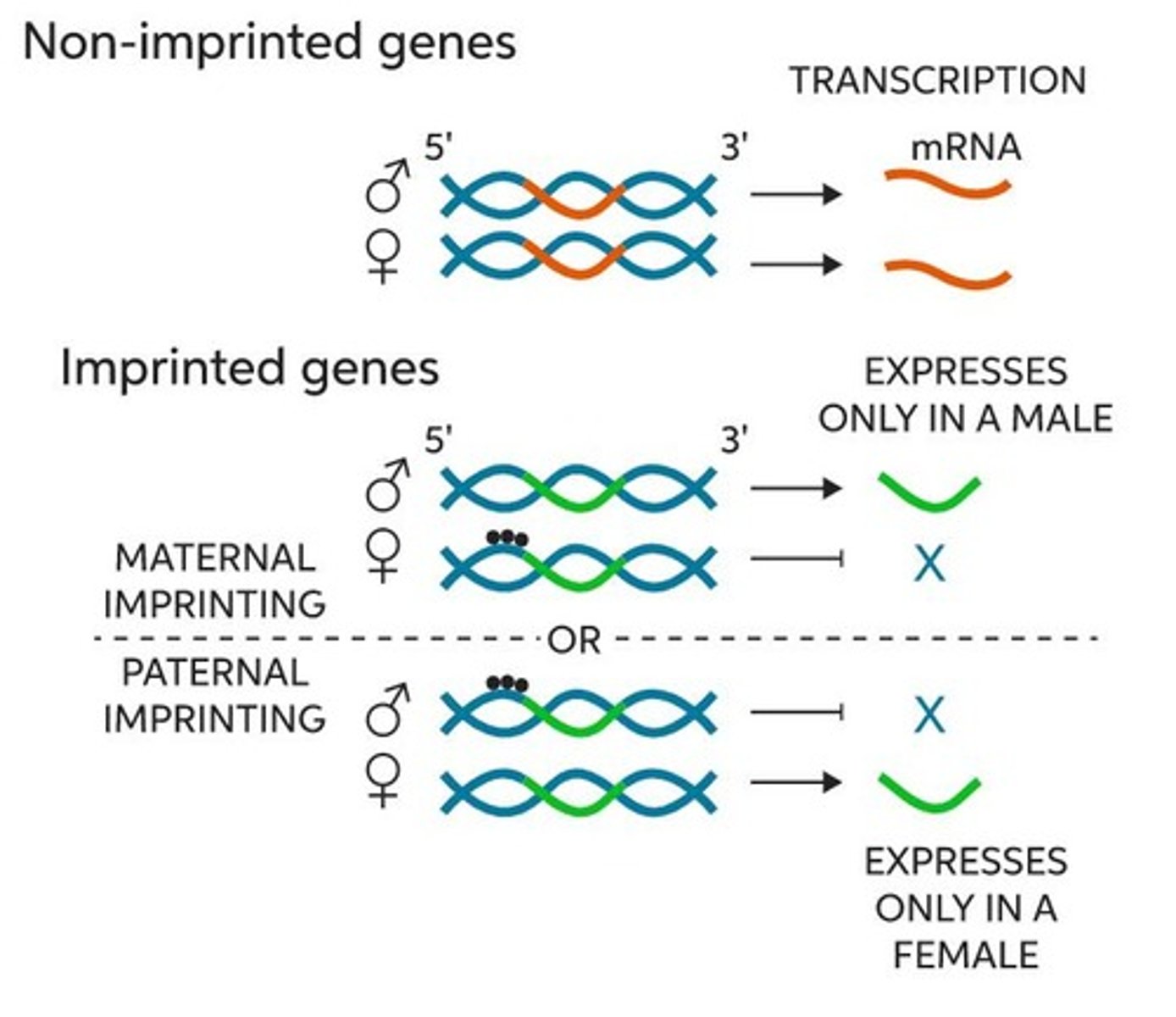 <p>A genetic phenomenon where only one allele of a gene is expressed depending on its parental origin.</p>