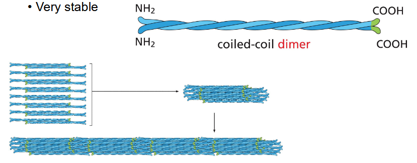 <p>bundles of fibers — like a rope</p><p>bend + stretch w/o breaking</p><p>very stable</p>