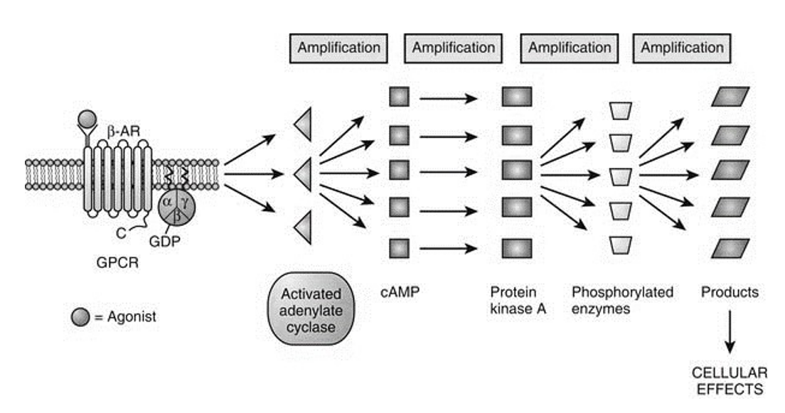 <p>Transmembranaire receptoren waarbij de signaaltransductie berust op associatie met een <strong>trimeer G-eiwit</strong></p><ul><li><p>amplificatiemechanismen (first, second…messengers) zorgen voor sterke cellulaire effecten</p></li><li><p>GDP = G-eiwit</p></li><li><p>constructiecascade</p></li><li><p>ifv G-eiwit kan je cellulaire functies activeren of inactiveren</p></li></ul><p></p>
