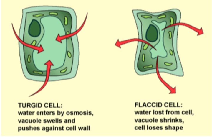 <p>plant cells that are full of water and are experiencing high turgor pressure</p>