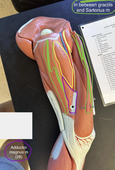 <p>Adductor magnus muscle</p>