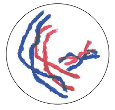 <p style="text-align: justify;">Diplotene</p>