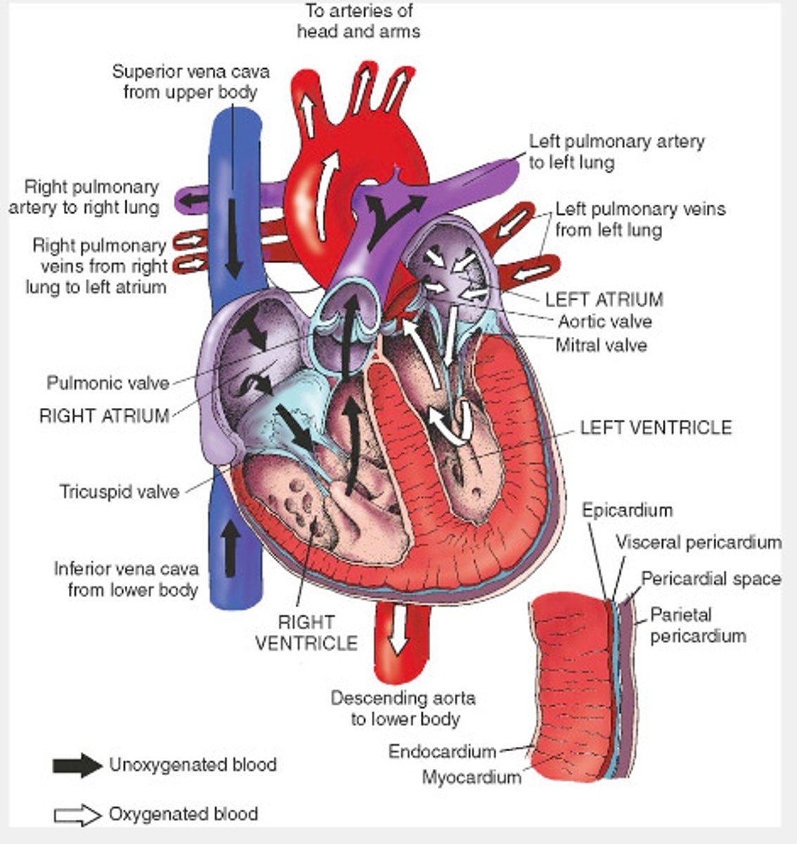 <p>Right atrium</p><p>→tricuspid valve</p><p>→right ventricle</p><p>→pumonary valve</p><p>→left atrium</p><p>→bicuspid valve</p><p>→left ventricle</p><p>→aortic valve</p>