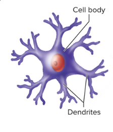 <p><strong>11.3: Cells of the Nervous System: Types of Neurons</strong></p><ul><li><p>do not have axons</p></li><li><p>only have dendrites projecting from its cell body</p></li><li><p>found within the brain and the retina</p></li><li><p>communicates only using graded potentials, and <strong><em>NOT </em></strong>action potentials</p></li></ul><p></p>