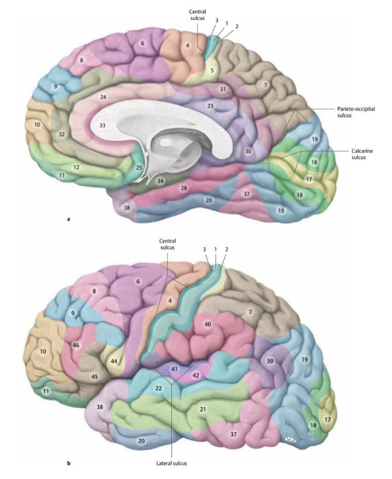 <p>The cerebral cortex can be divided into regions defined by their histological structure and organization of cells (cytoarchitecture). These regions are collectively called</p>