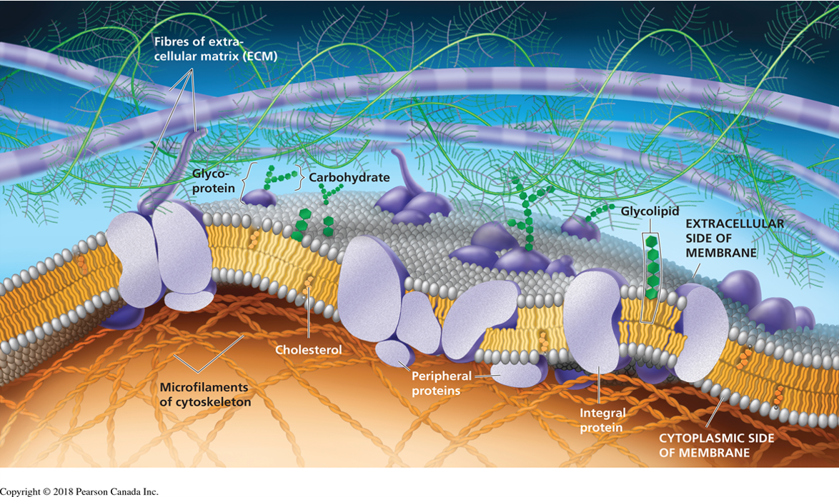 <p>Do not penetrate the lipid bilayer instead, are loosely associated on either end of the plasma membrane—inner or outer side.</p>