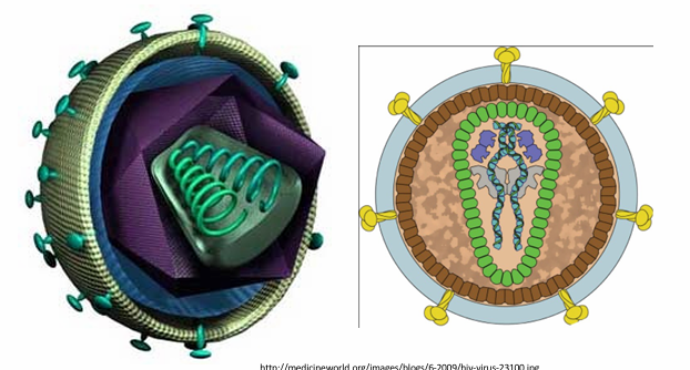 <ul><li><p>Spherical enveloped particle</p></li><li><p>100nm</p></li><li><p>conical capsid</p></li><li><p>9.3Kb ssRNA positive sense genome (2 RNAs/virion)</p></li><li><p>Lysine tRNA bound to genome RNAs</p></li></ul><p>is a complex retrovirus</p>
