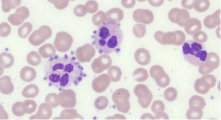 <p>identify the image:</p>