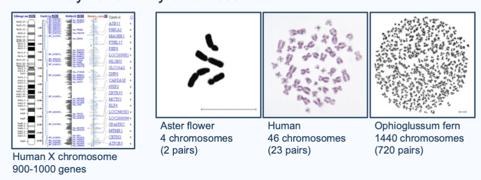 <p>On chromosomes; many genes are on one chromosome, and a cell may have many chromosomes</p><p>Ex. The human X chromosome has 900-1000 genes</p><p>Aster flowers have 4 chromosomes (2 pairs), Humans have 46 chromosomes (23 pairs), and Ophioglussum fern have 1440 chromosomes (720 pairs)</p>