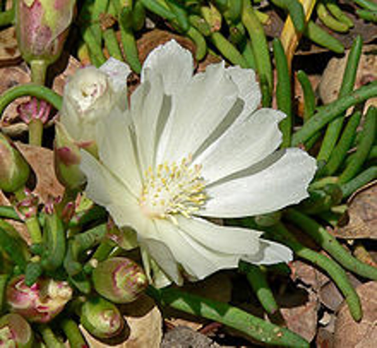 <p>lewisia rediviva (montiaceae)</p>