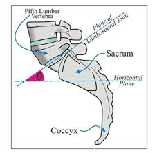 <p><span>•Formed in upright position, side view, by extending line of inclination of the sacrum as it meets a line parallel to the ground.</span></p><p><span>•<strong>Normal angle 25-35 degrees</strong></span></p><p><span><strong>•increased angle changes articular relationships (results in back pain)</strong>, inferior lumbar facets slide caudally on matched superior sacral facets, and results in back pain.</span></p><p><span>•Obesity, pregnancy, abdominal muscle weakness, wearing high heeled shoes, foot pronation, spondylolisthesis, poor posture, occupation, hereditary predisposition, and many more factors can influence angle</span></p>