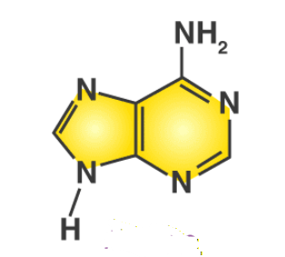 <p>What Nitrogenous base</p>