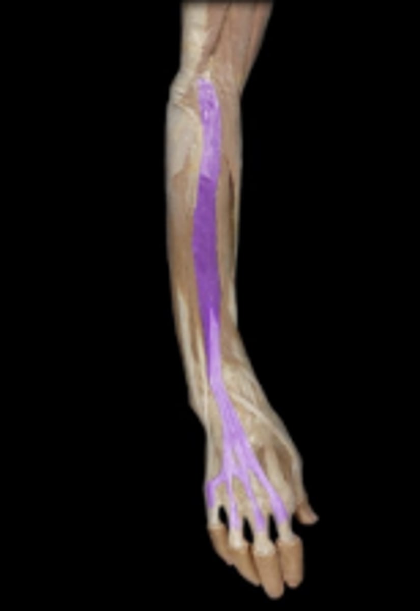 <p>action: extension of wrist, metacarpophalangeal joints, and interphalangeal joints.</p>