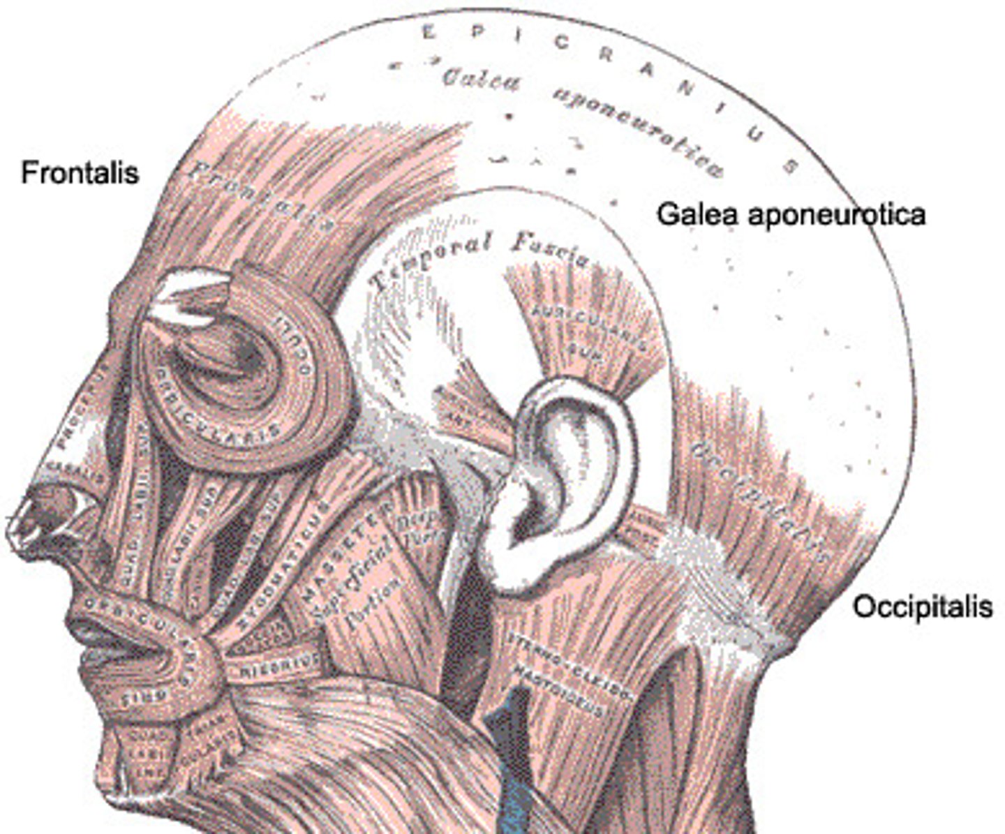 <p>epicranial aponeurosis</p>