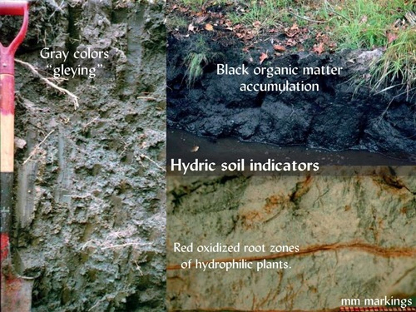 <p>Oxidized states are indicated by red/yellow/brown colors, while reduced states show gray/blue colors.</p>