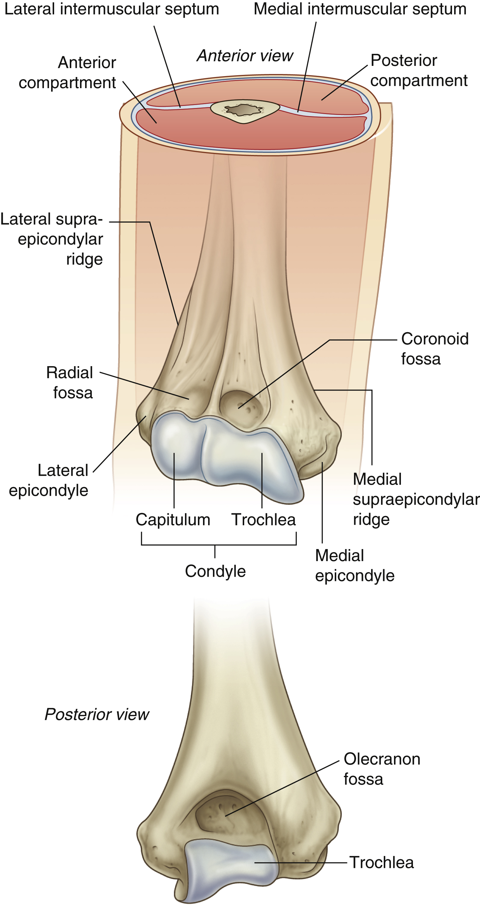 <p>The larger end of the distal humerus.&nbsp;</p>