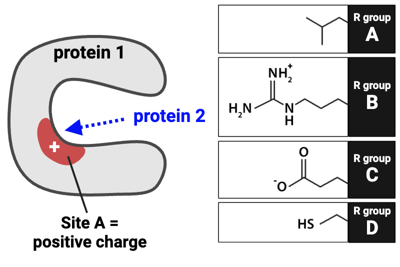 <p><span>Which R group on protein 2 (A-D) would cause it to bind to Site A with the greatest affinity?</span></p>