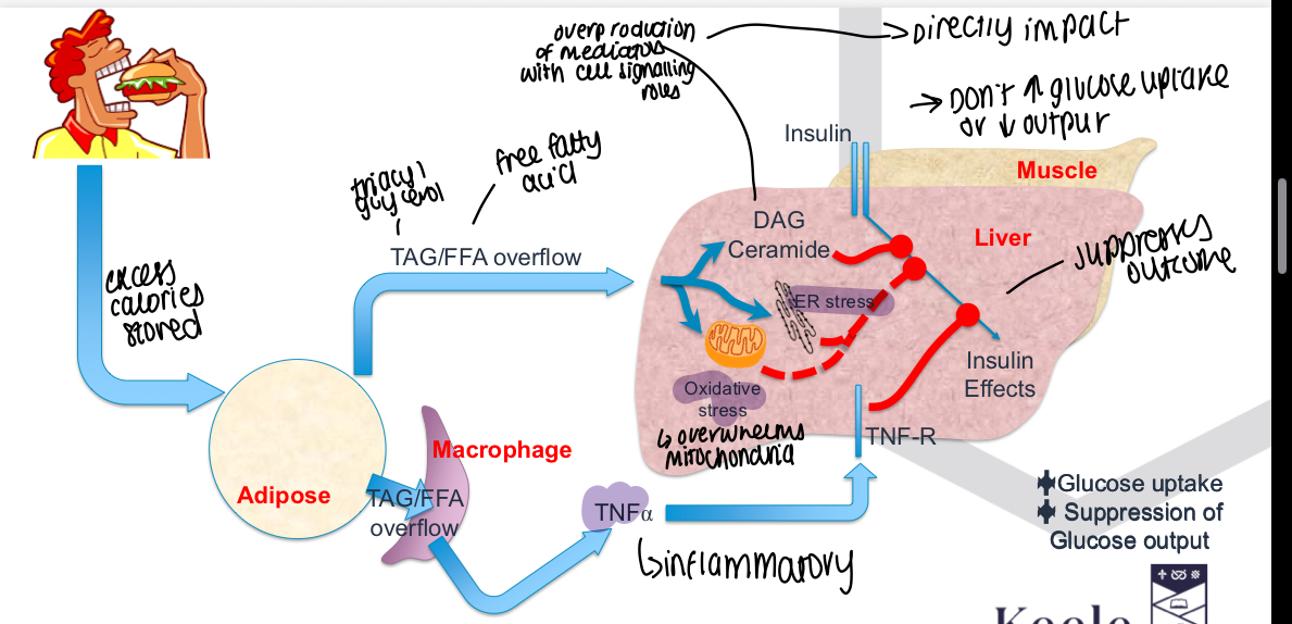 <p>Ectopic lipid accumulation, cellular stress responses, inflammation</p>