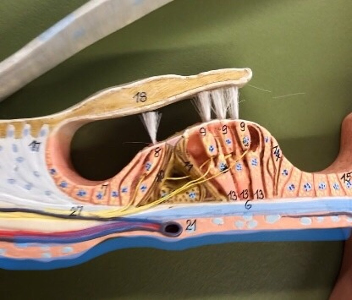 <p>a membrane in the cochlea that bears the organ of Corti.</p>