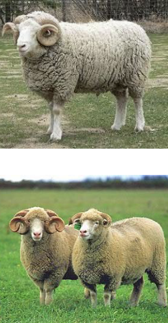 <p>Horned Dorset</p>