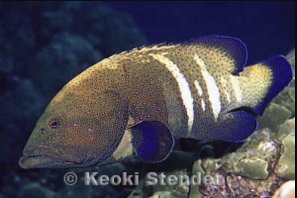 <p>sea basses, groupers, etc</p><p></p><p></p><p>Key traits:</p><ul><li><p>598 spp</p></li><li><p>tropical temperate</p></li><li><p>most with 33 opercular spines, dorsal continuous, 3 anal spines, pelvic 1 spine + 5 soft rays</p></li><li><p>hermaphroditic, carnivores</p></li></ul><p></p>