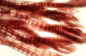 <p>Red algae </p><p>lack flagella and centrioles </p><p>use a photosynthetic pigment called phycoerythrin</p>
