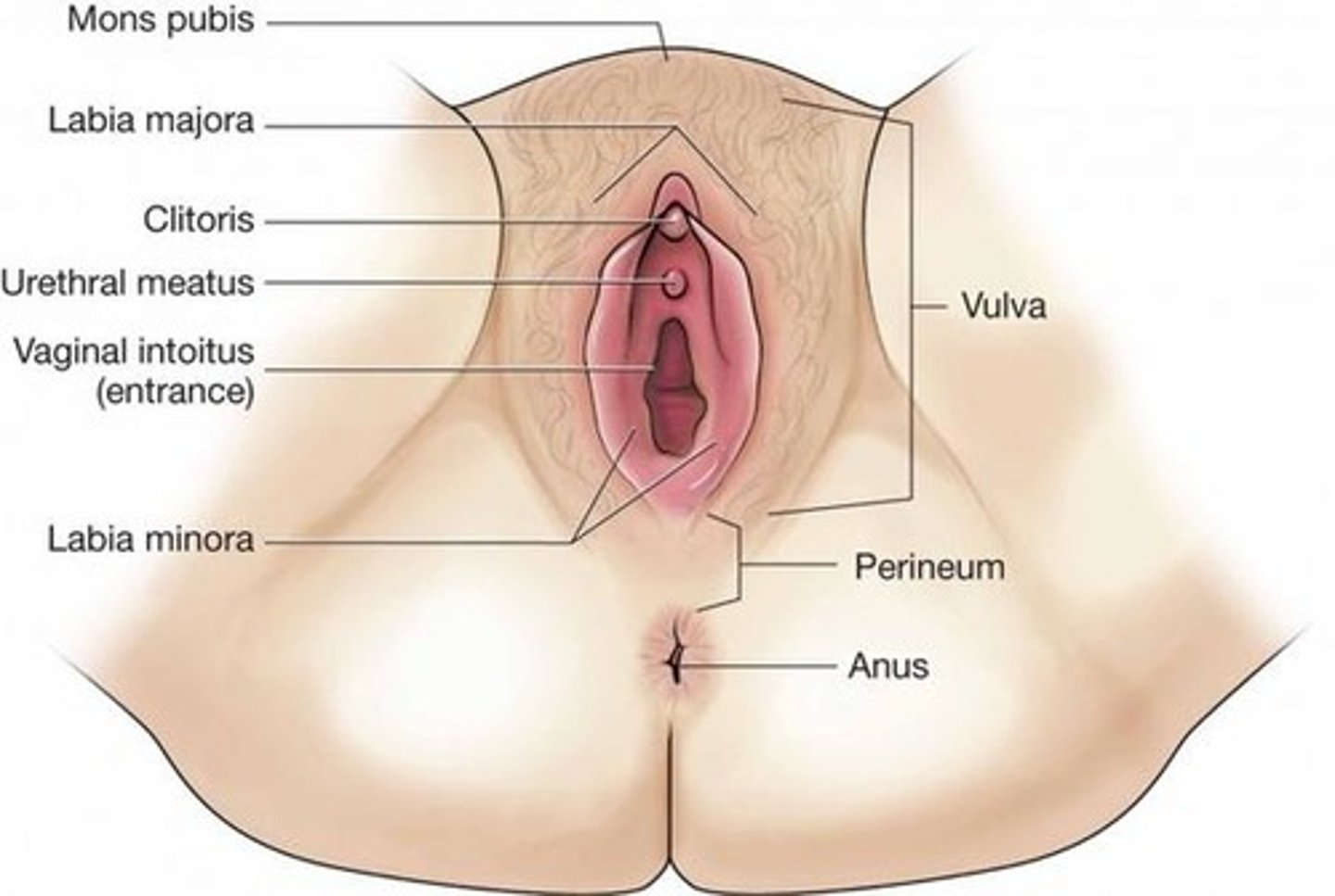 <p>The area of skin between vulva and anus</p><p>- This can tear</p>