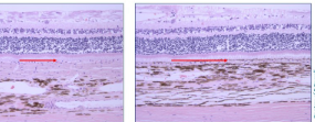 <p>what are the layers that are visible in these structures</p>