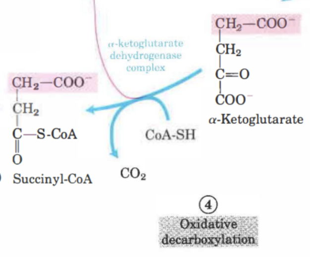 <p>𝛼-ketoglutarat oxideras till <strong>succinyl-CoA + CO<sub>2 </sub></strong>med <strong>𝛼-ketoglutarat dehydrogenas-komplex </strong>(2 delar)<strong>. </strong>Oxidativ dekarboxylering. NAD<sup>+</sup> reduceras och CoA adderar en succinyl-grupp. Irreversibel.</p><p>Succinyl-CoA har energin konserverad i en <strong>tioester</strong>.</p>