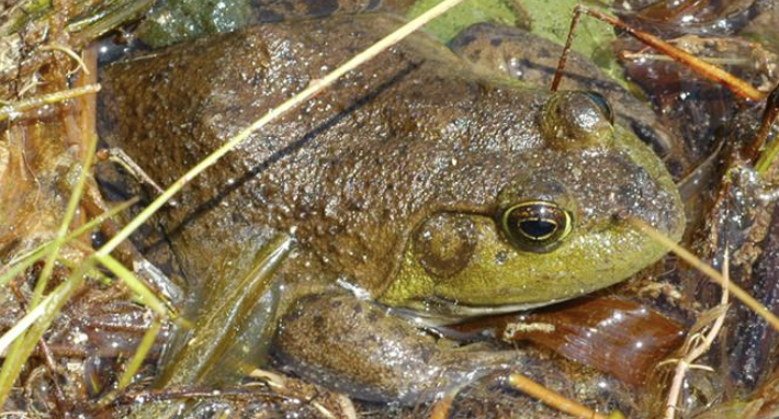 <p>amphibian?</p>