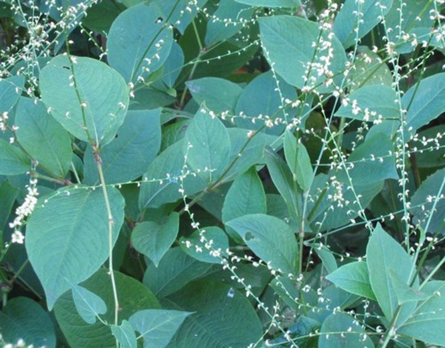 <p>jumpseed, Virginia knotweed</p>