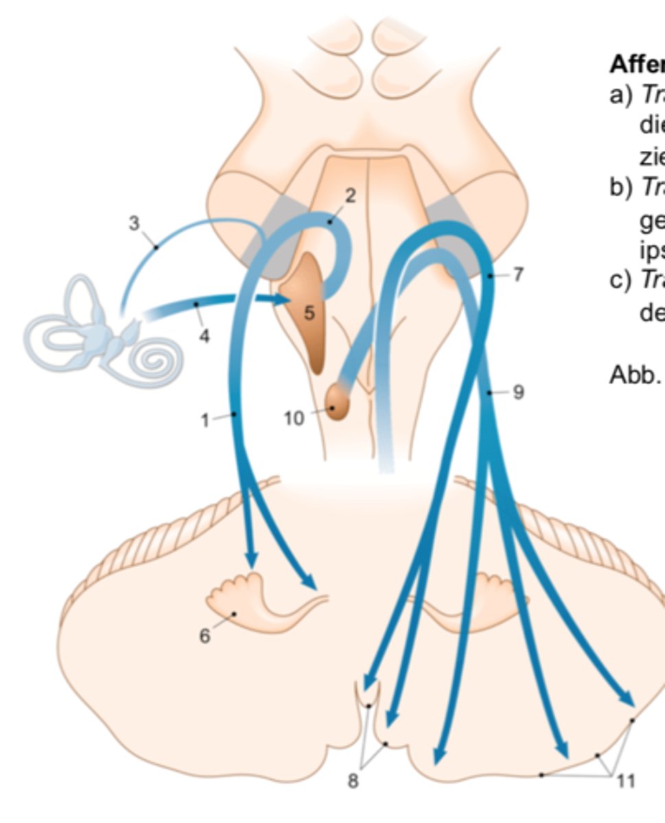 <p>Tractus spinocerebellaris posterior (Nr. 7 in Abb.) Transportiert propriozeptive Reize aus dem Rückenmark zu ipsilateralem Wurm und paravermaler Zone (8). Ø Tractus vestibulocerebellaris (Nr. 1) Übermittelt vestibuläre Reize vom Gleichgewichtsorgan direkt oder indirekt via Vestibulariskerne (5) zum ipsilateralen Lobus flocculonodularis (6). Ø Tractus olivocerebellaris (Nr. 9) Bringt eine sog. Efferenzkopie initiierter Willkürmotorik von der unteren Olive (10) in die kontralaterale Kleinhirnhemisphäre (11) Tractus cerebellovestibularis (Nr. 1 in Abb.) Übermittelt vestibuläre Informationen vom Lobus flocculonodularis (2) entweder direkt zu den ipsilateralen Vestibulariskernen (3), oder indirekt via Nucleus fastigii (5) zu ipsi und kontralateralen Vestibulariskernen (3)</p>