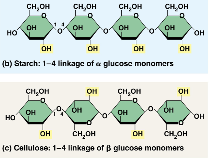 <ul><li><p>starch</p><ul><li><p>contains only α glucose monomers</p></li><li><p>2 forms</p><ul><li><p>amylose</p><ul><li><p>unbranched and helical</p></li></ul></li><li><p>amylopectin</p><ul><li><p>branched and helical</p></li></ul></li></ul></li><li><p>animals have enzymes that digest starch  \n (α glucose)</p></li></ul></li><li><p>cellulose</p><ul><li><p>contains only β glucose monomers</p><ul><li><p>monomers are “upside down”</p></li></ul></li><li><p>linear molecule</p><ul><li><p>bundle several molecules together to form a microfibril</p></li><li><p>hydroxyl groups on glucose monomers in adjacent fibers can hydrogen bond giving the myofibril strength</p></li></ul></li><li><p>very few organisms have enxymes that can digest cellulose (β glucose)</p></li><li><p>dietary fiber</p></li></ul></li></ul>