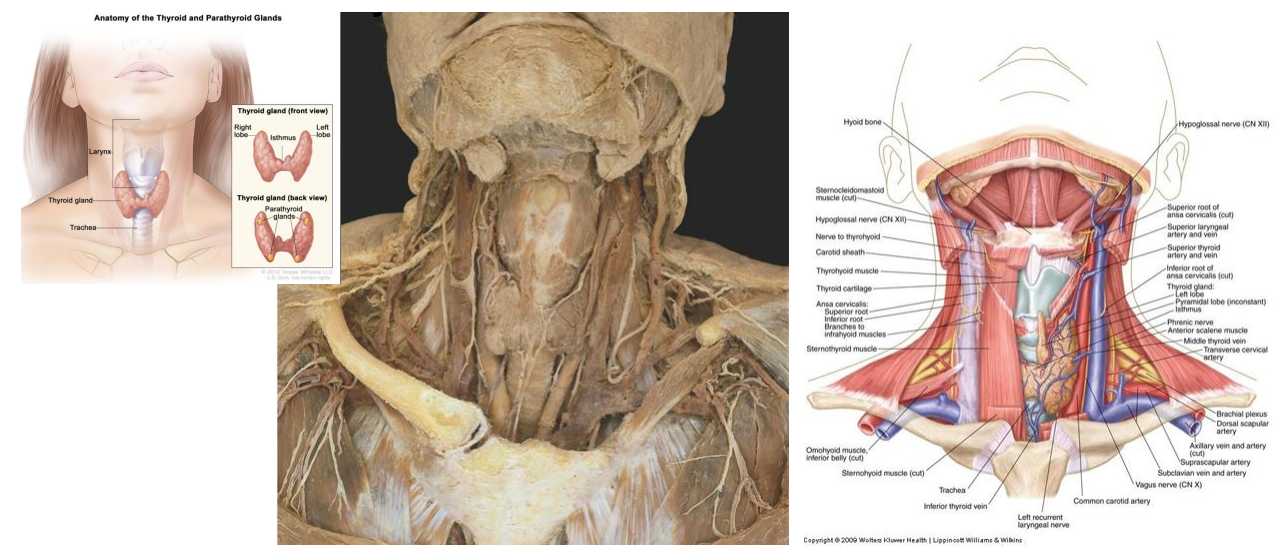 <p>Thyroid Gland DIAGRAM</p>
