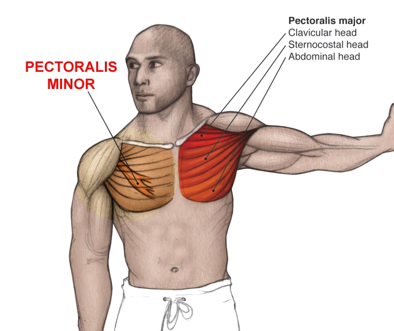 <p>origin - clavicular head from medial half of anterior surface of the clavicle sternal head arises from the anterior surface of the manubrium sternum, upper six costal cartilages and anterior aspect of the rectus sheath</p><p>insertion - lateral lip of the intertubercular groove</p><p>action - flexion, horizontal adduction and internal rotation of the humerus</p>